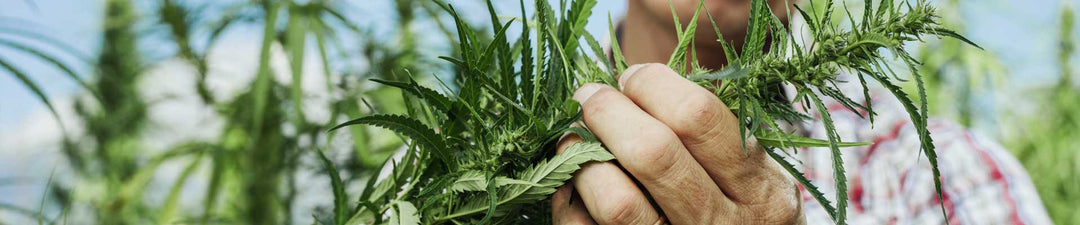 Ein Bauer mit legalem Hanf für die Herstellung von CBD Öl