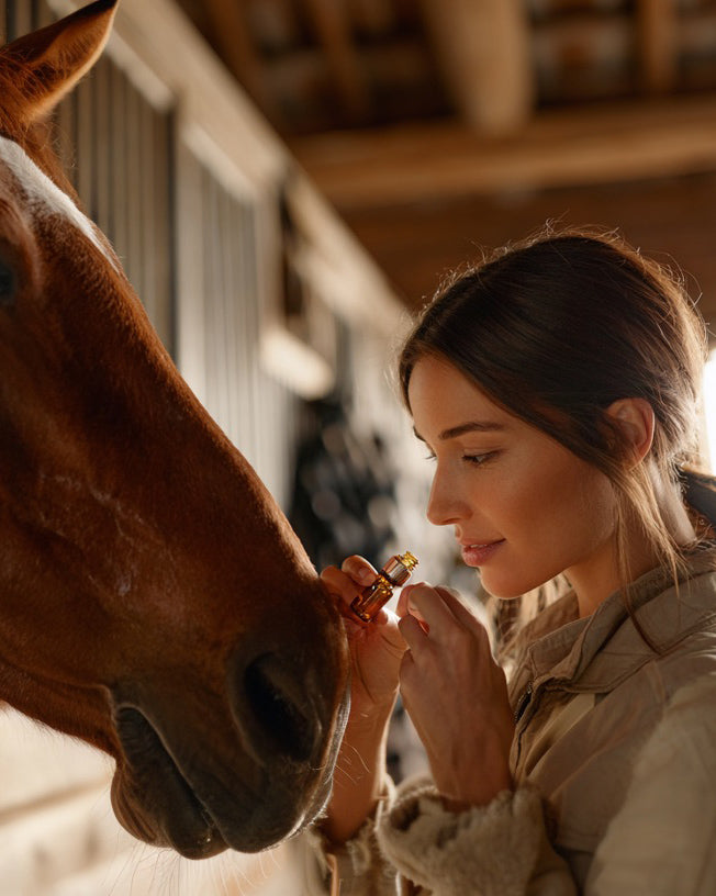 Ein Pferd nach der Nutzung von CBD Öl